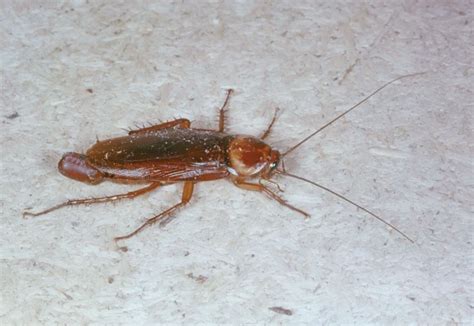 cockroach under microscope|Revealing the Incredible Details of What a Roach Looks Like Und.